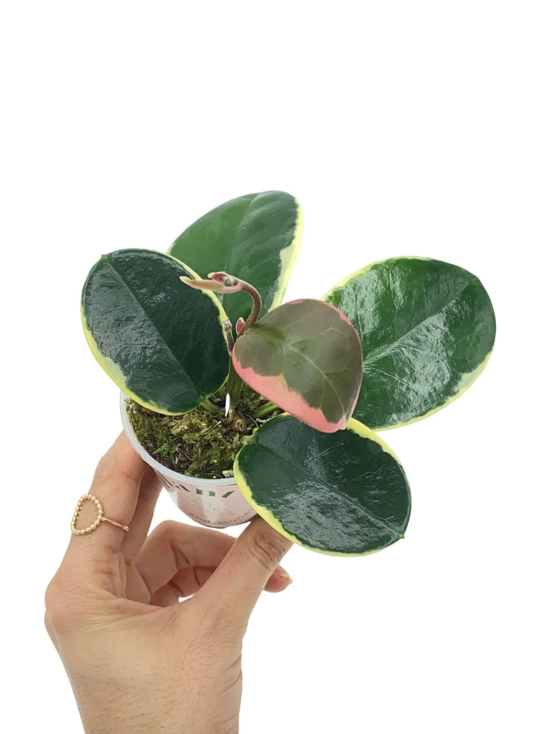 Plant and Stories Hoya Australis Blondie plante pot 6cm panaché
