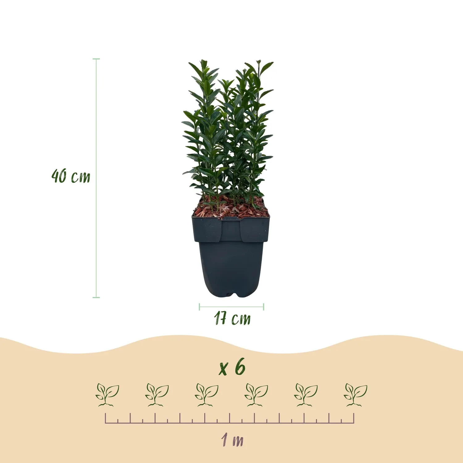 Plant and Stories Fusain Green Spire haie pot 17 cm compacte