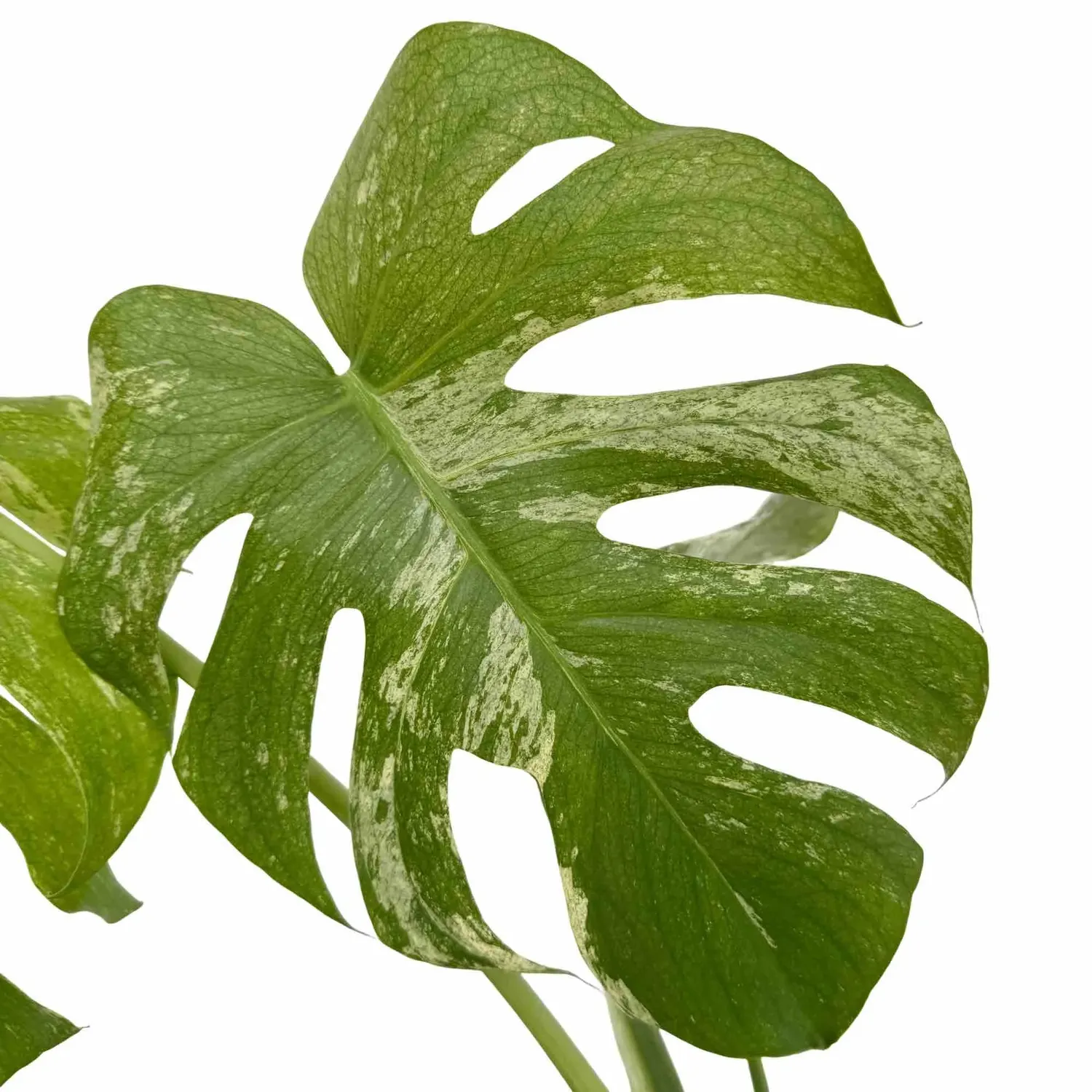 Plant and Stories Monstera Deliciosa Mint plante pot 9 cm panachée