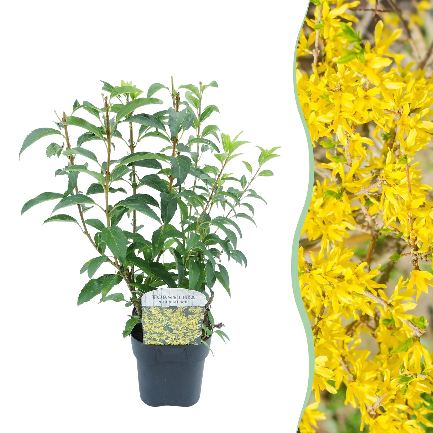 Plant and Stories Forsythia Goldrausch arbuste pot 17 cm jaune
