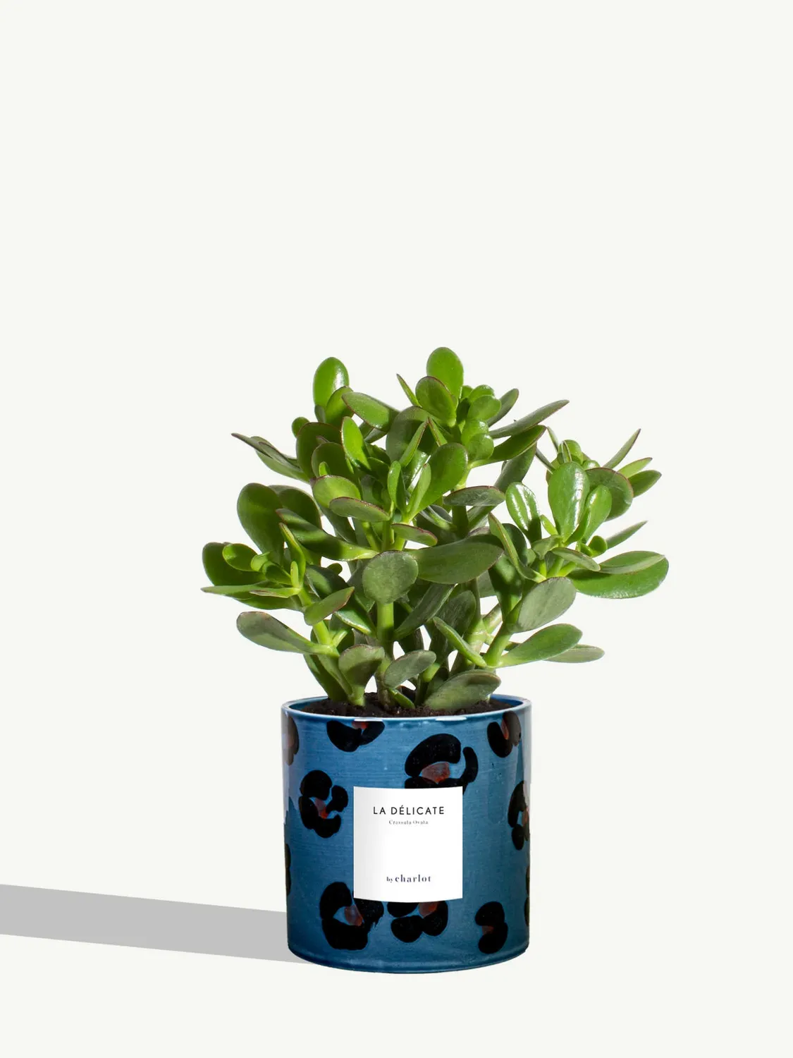By Charlot La Délicate succulente pot M Crassula