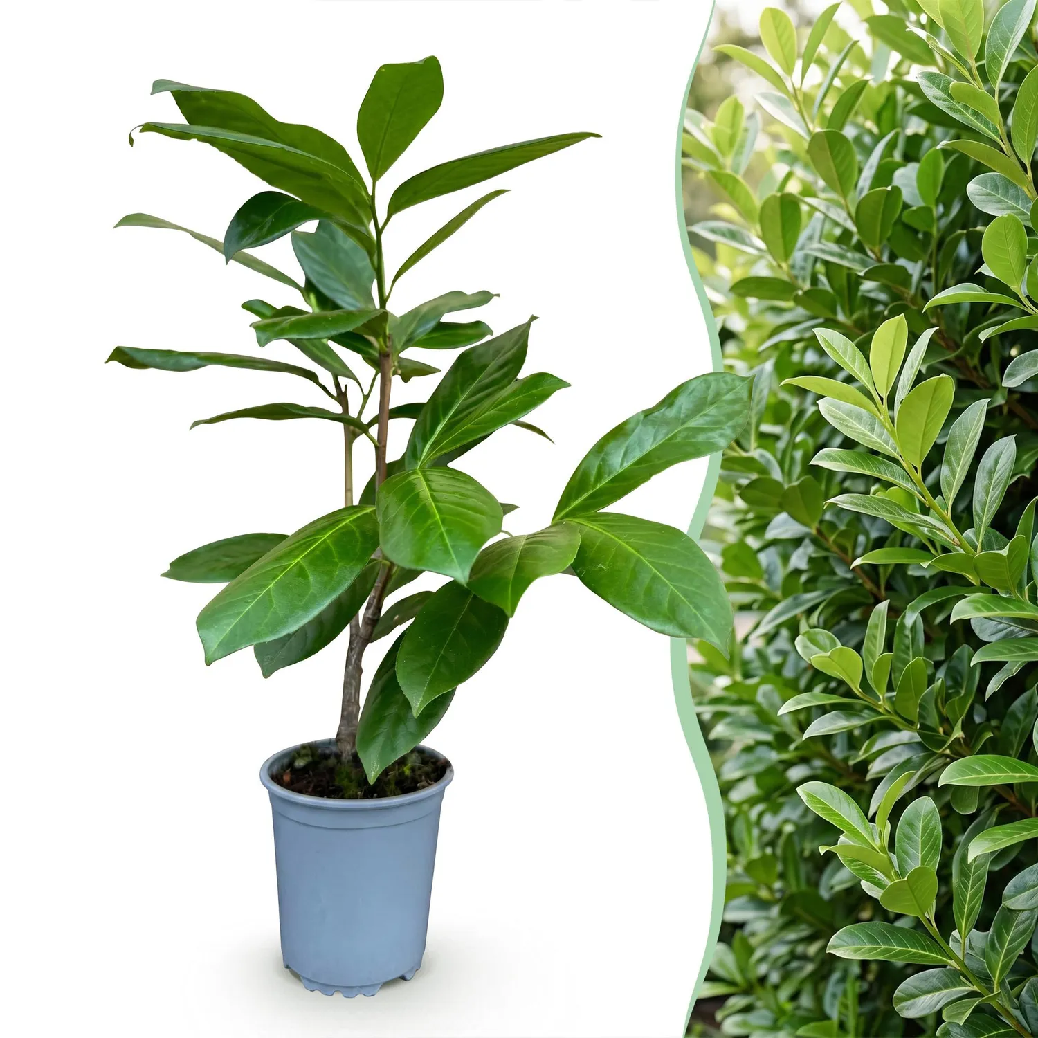 Plant and Stories Laurier-cerise Rotundifolia haie 8 plants pot 9 cm
