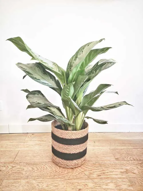 Réconciliation Végétale Naomi aglaonema plante verte marbrée