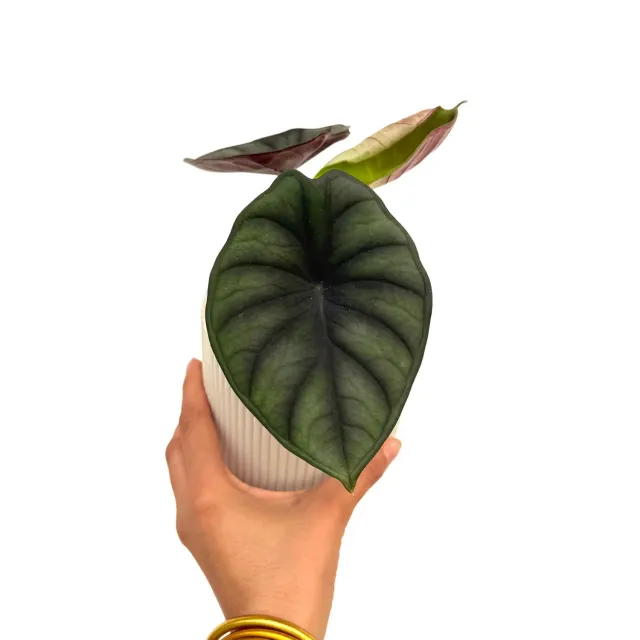Plant and Stories Alocasia Nebula plante pot 9cm argenté