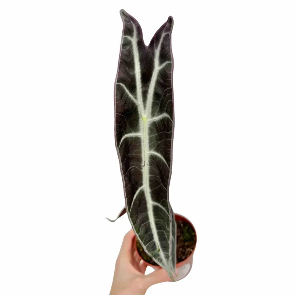 Plant and Stories Longiloba Purple alocasia pot 9cm violet