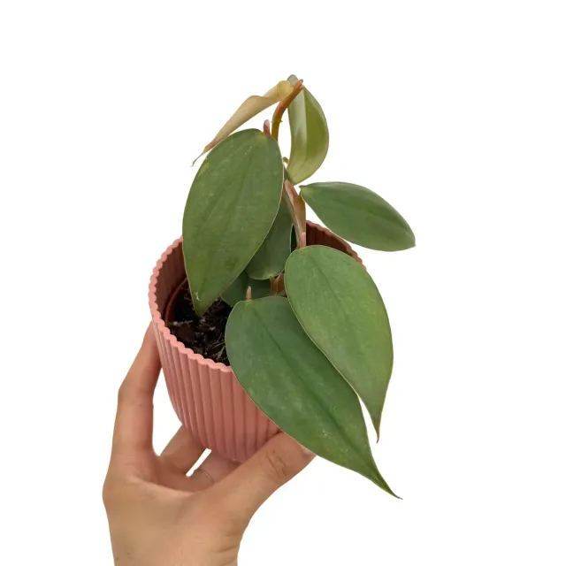 Plant and Stories Burle Marx Fantasy philodendron 8 cm