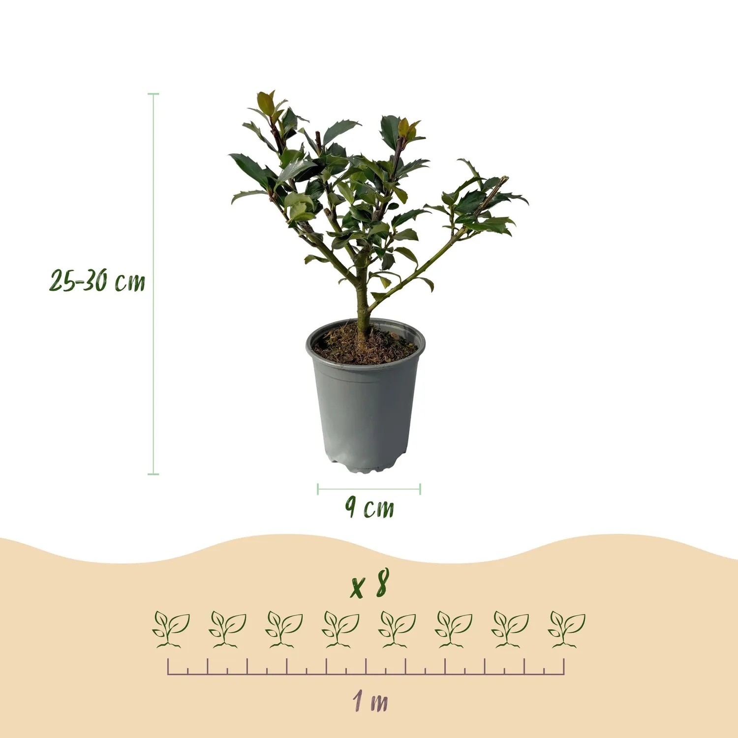 Plant and Stories Houx Blue Maid haie persistante lot 8 plants