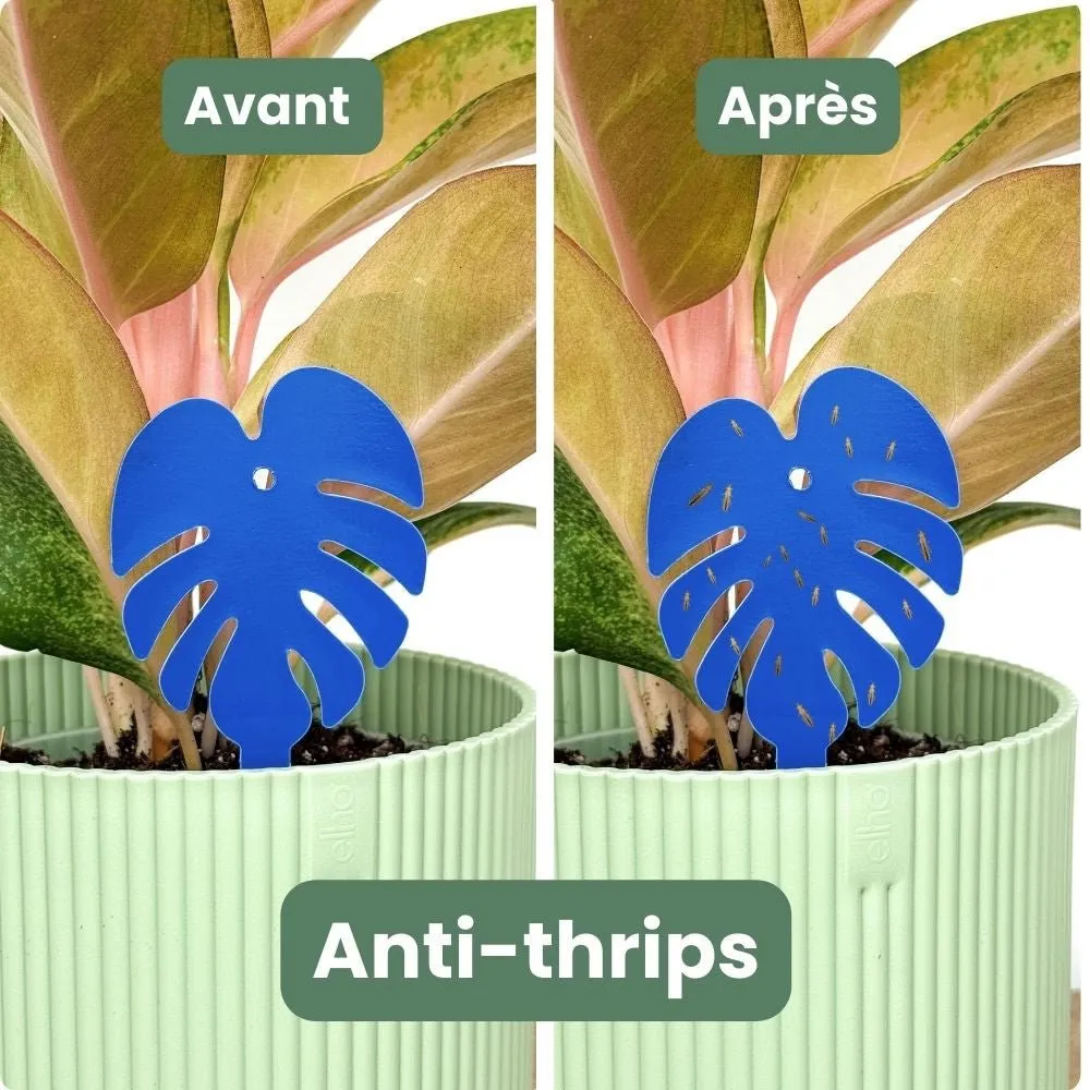 Plant and Stories Duo pièges chromatiques anti-nuisibles 2 couleurs