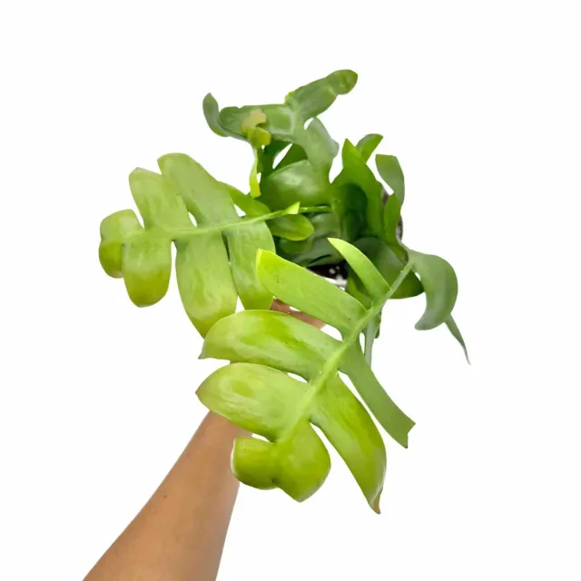 Plant and Stories Epiphyllum Chrysocardium cactus pot 12 cm retombant
