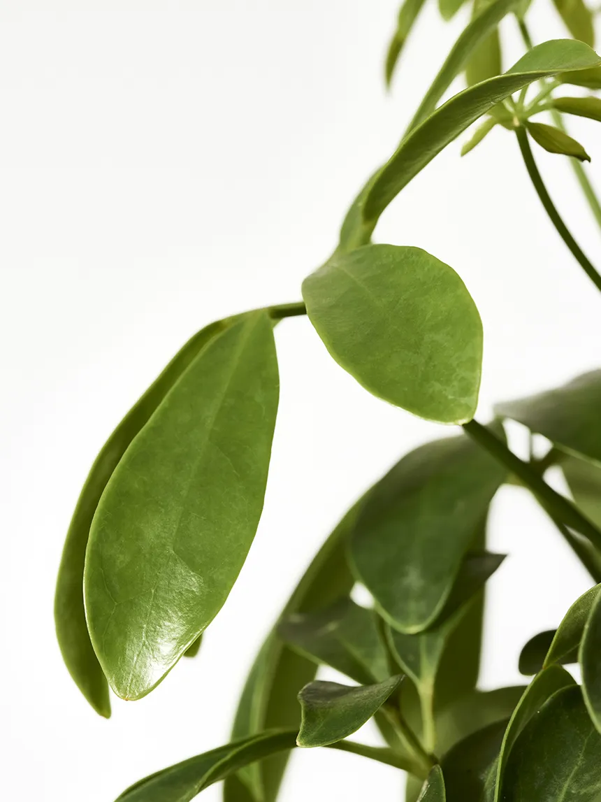 By Charlot La Pétillante plante Schefflera 65 cm