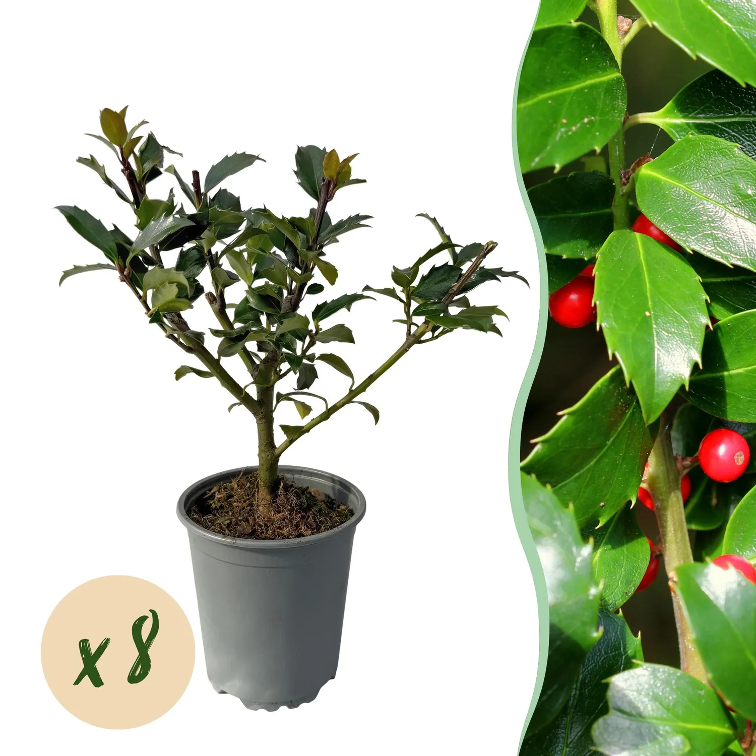 Plant and Stories Houx Blue Maid haie persistante lot 8 plants