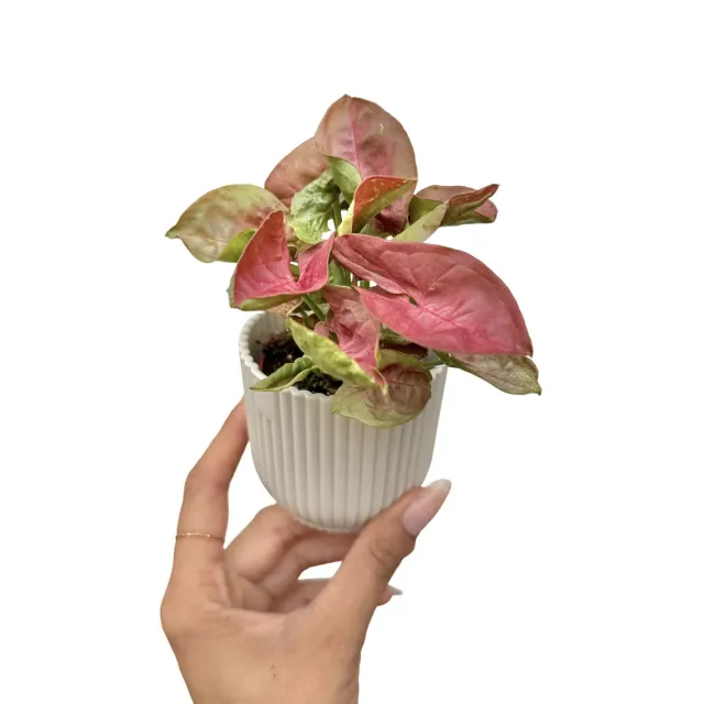 Plant and Stories Syngonium Orn Nak Red plante pot 6 cm