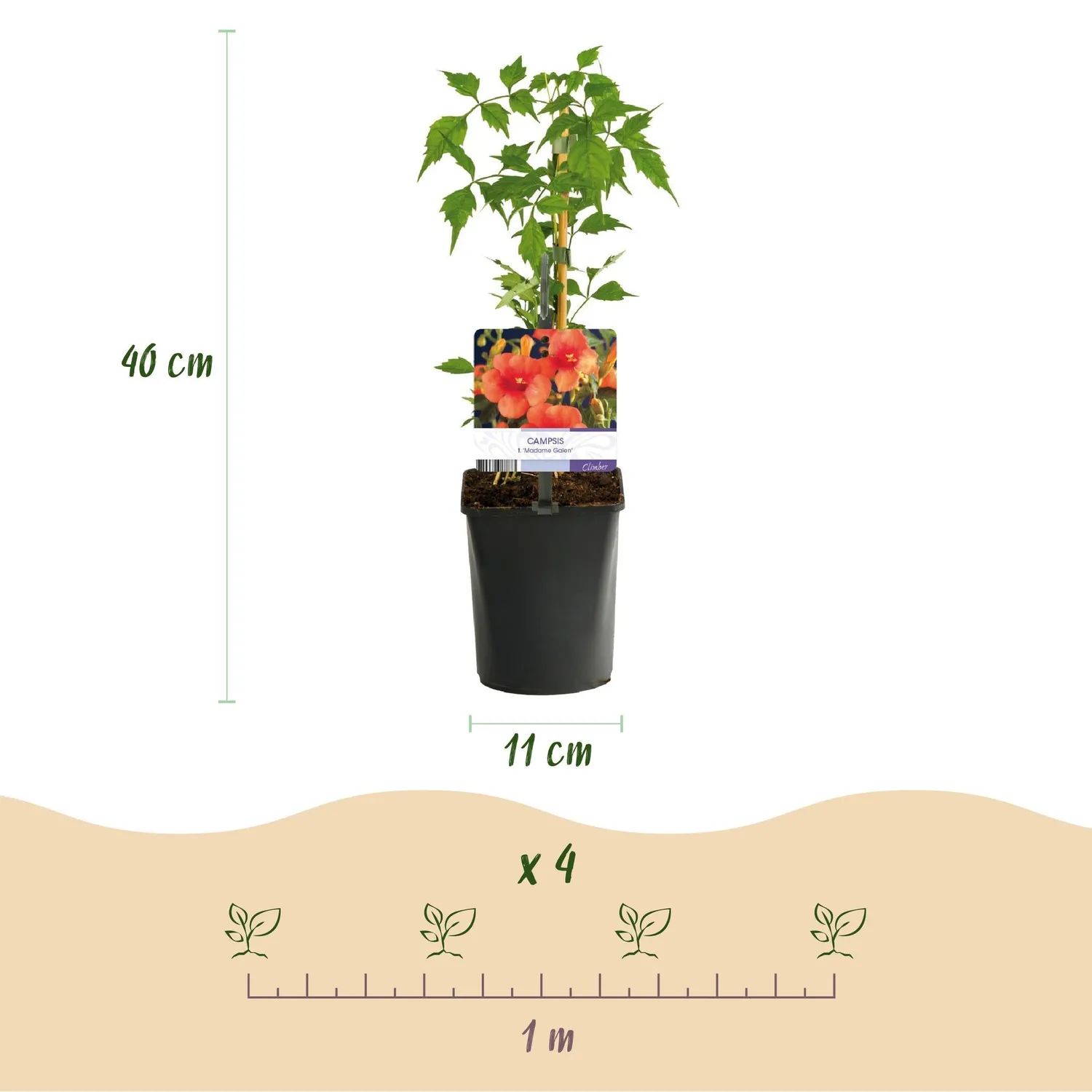 Plant and Stories Bignone Madame Galen grimpante lot 2 orange