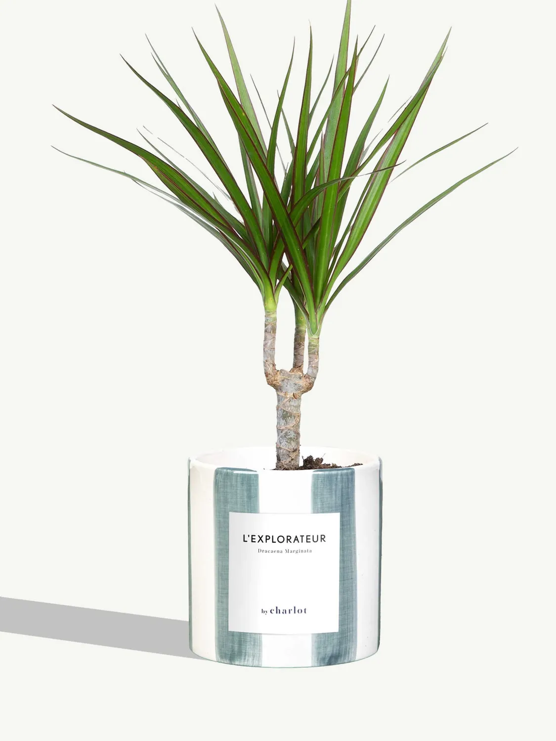 By Charlot L'Explorateur plante Dracaena Marginata S