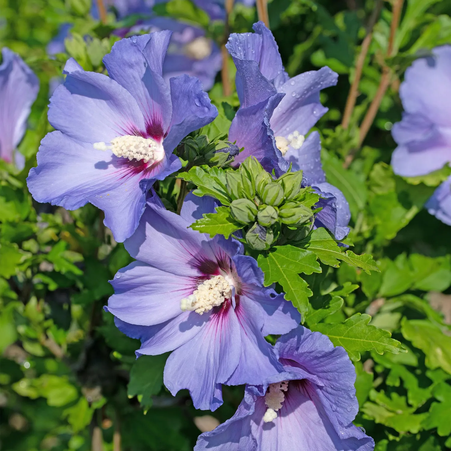 Plant and Stories Hibiscus Oiseau Bleu arbuste 1 plant bleu