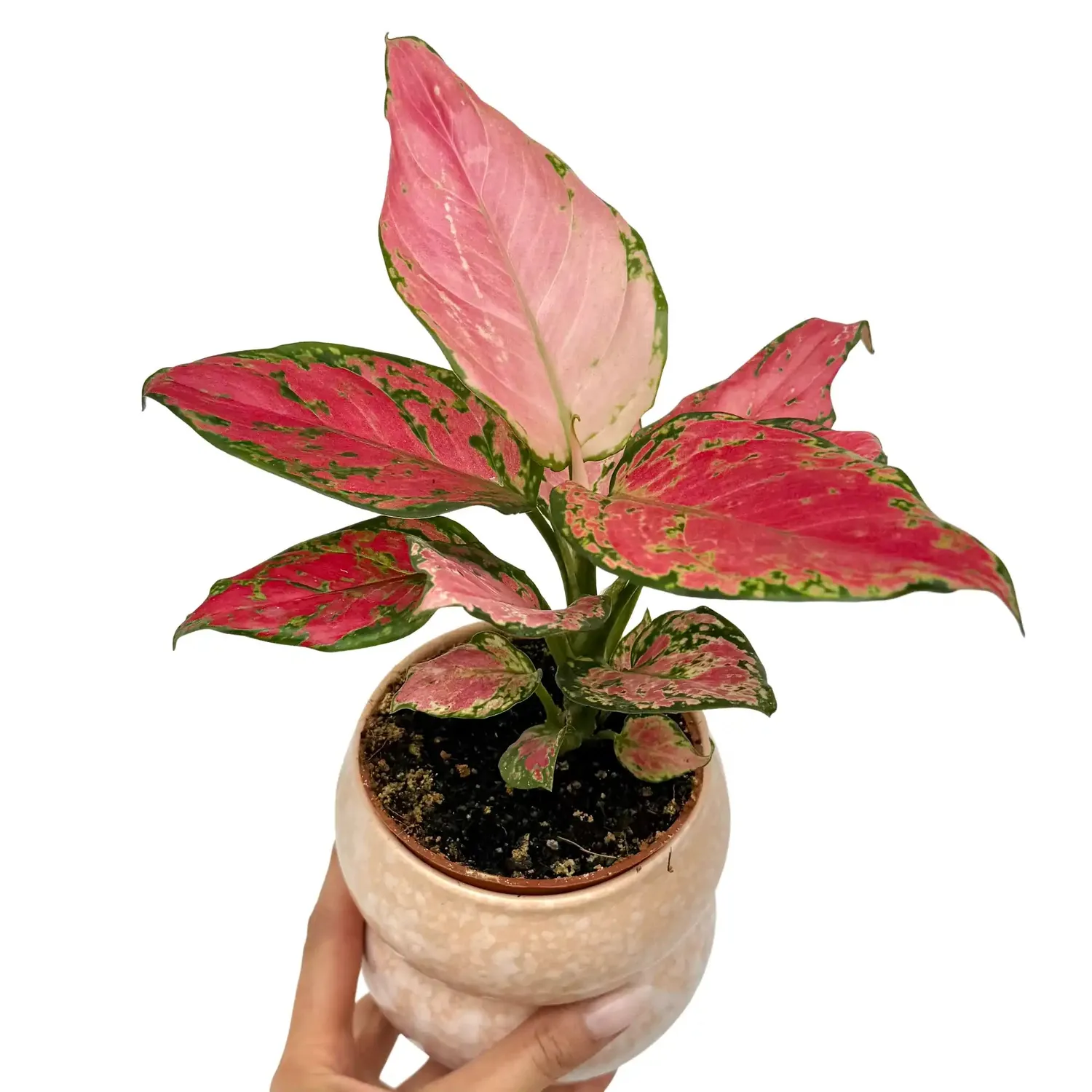 Plant and Stories Aglaonema Pink Star plante pot 6 cm rose