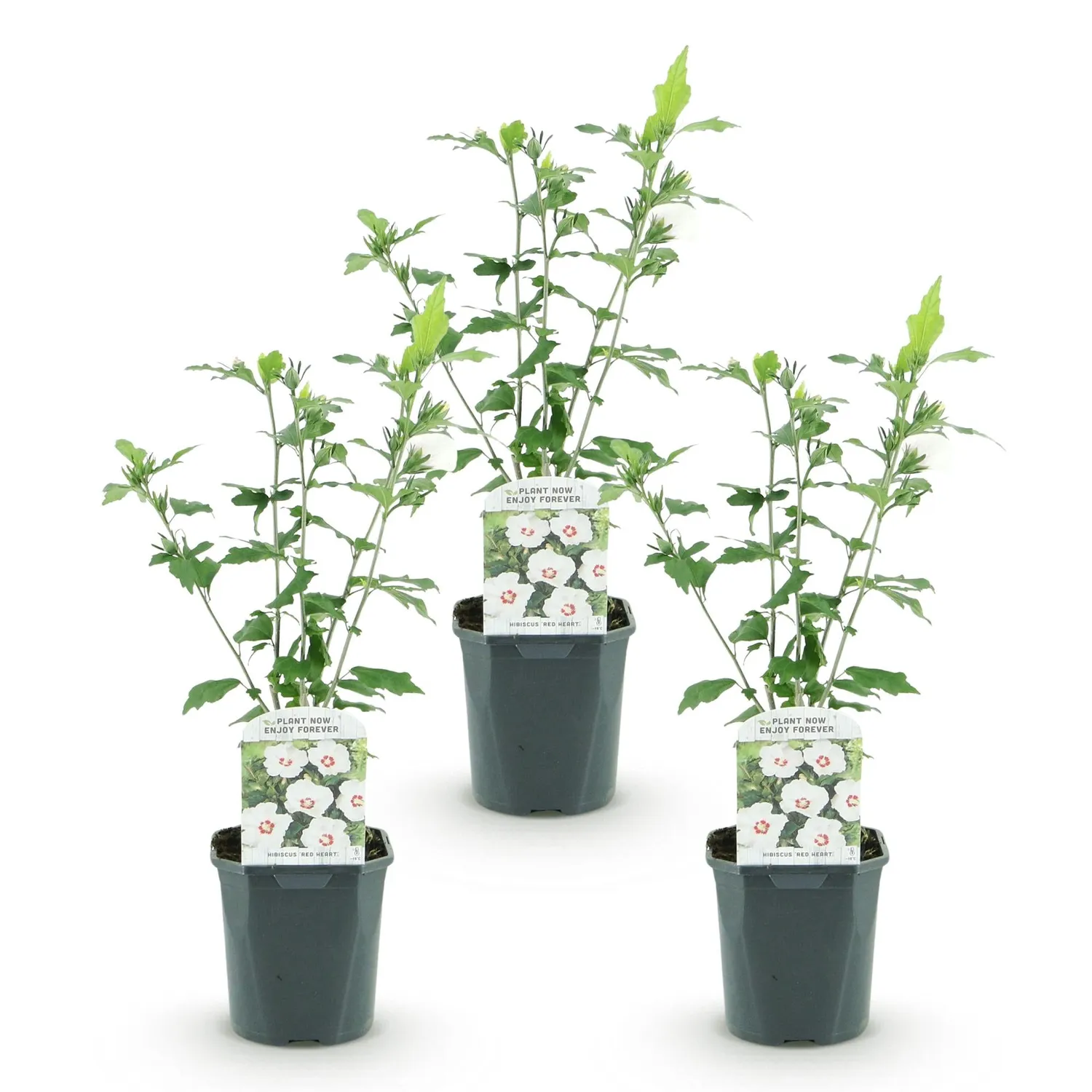 Plant and Stories Hibiscus Red Heart arbuste pot 17 cm