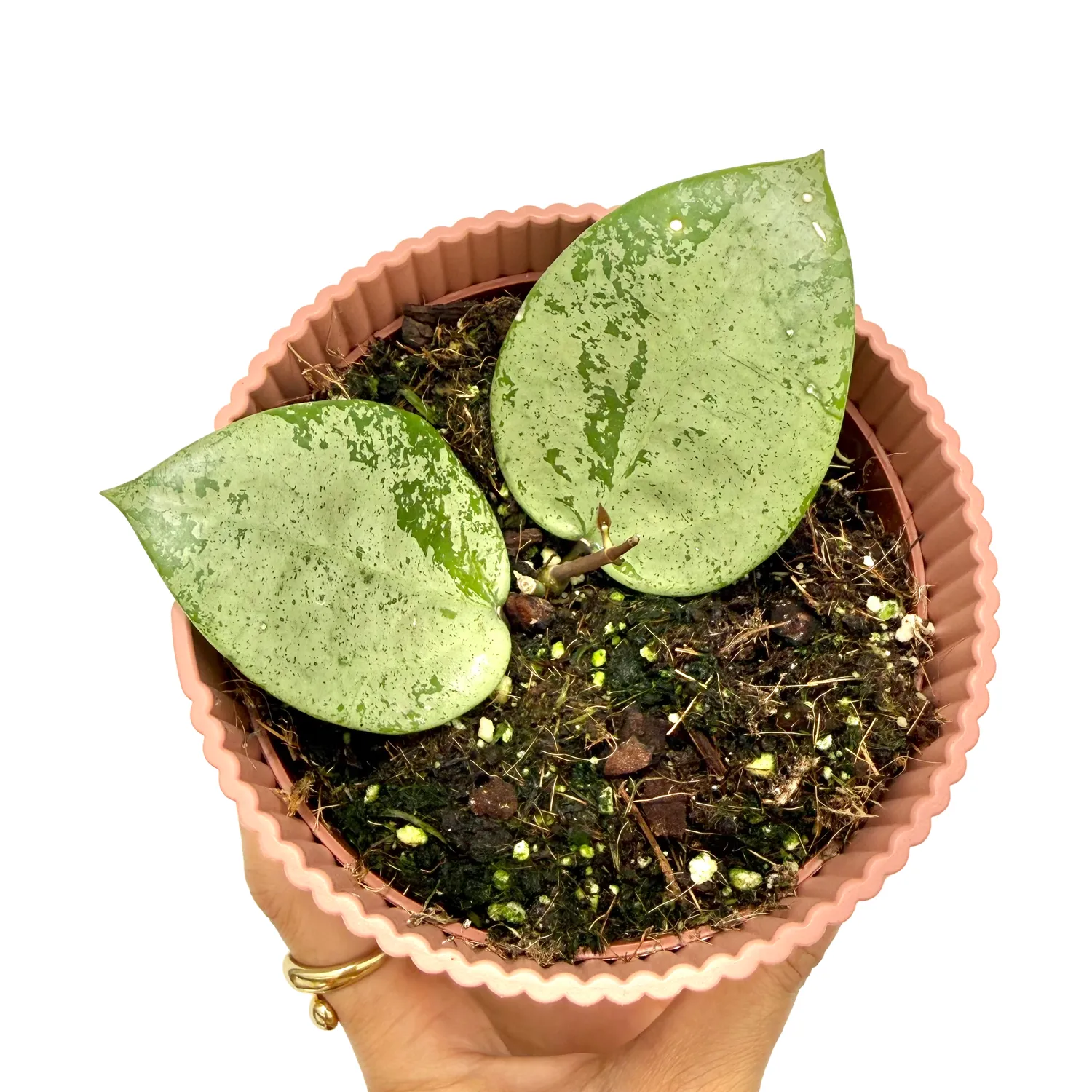 Plant and Stories hoya Parasitica Silver plante 10,5cm