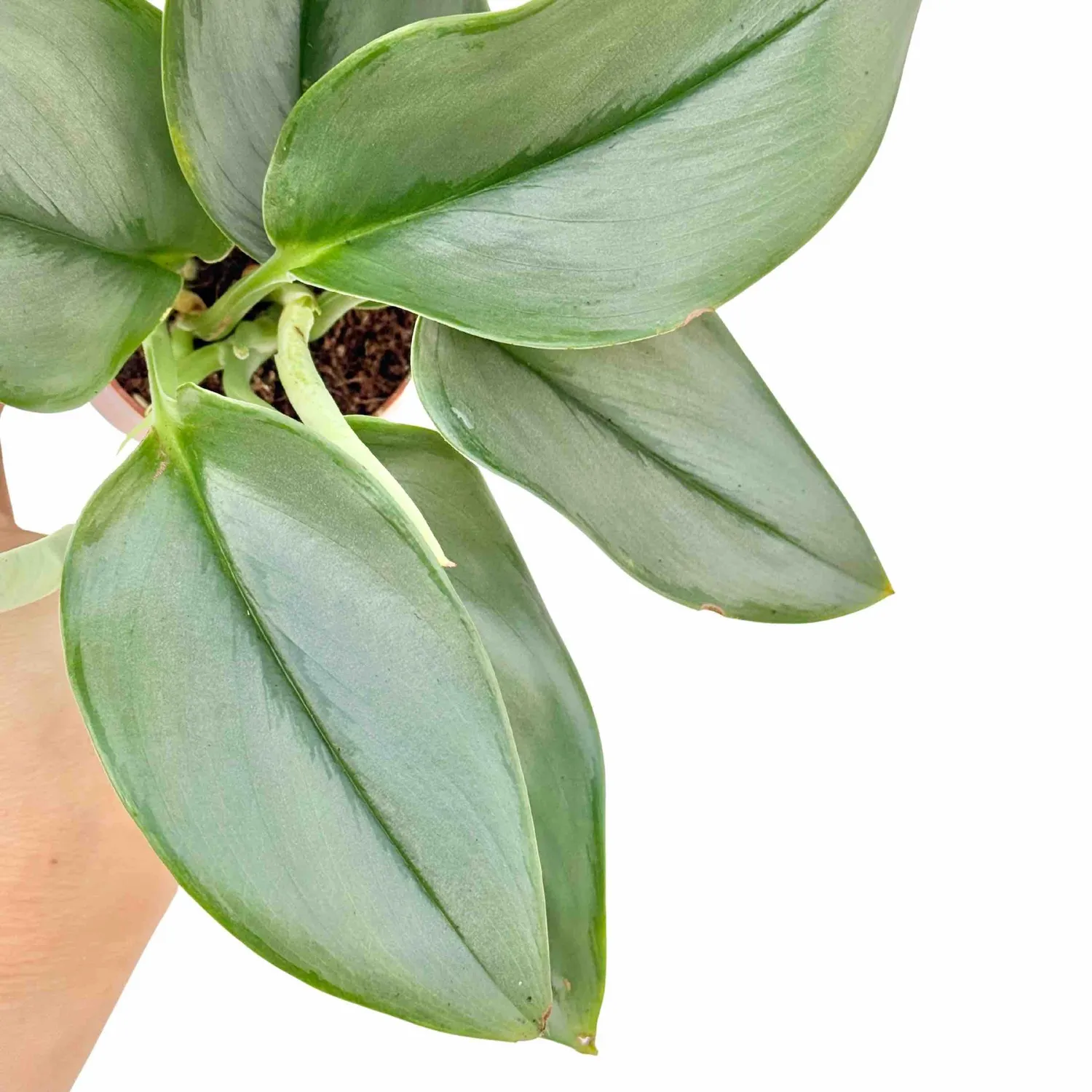 Plant and Stories Scindapsus Moonlight plante 12 cm