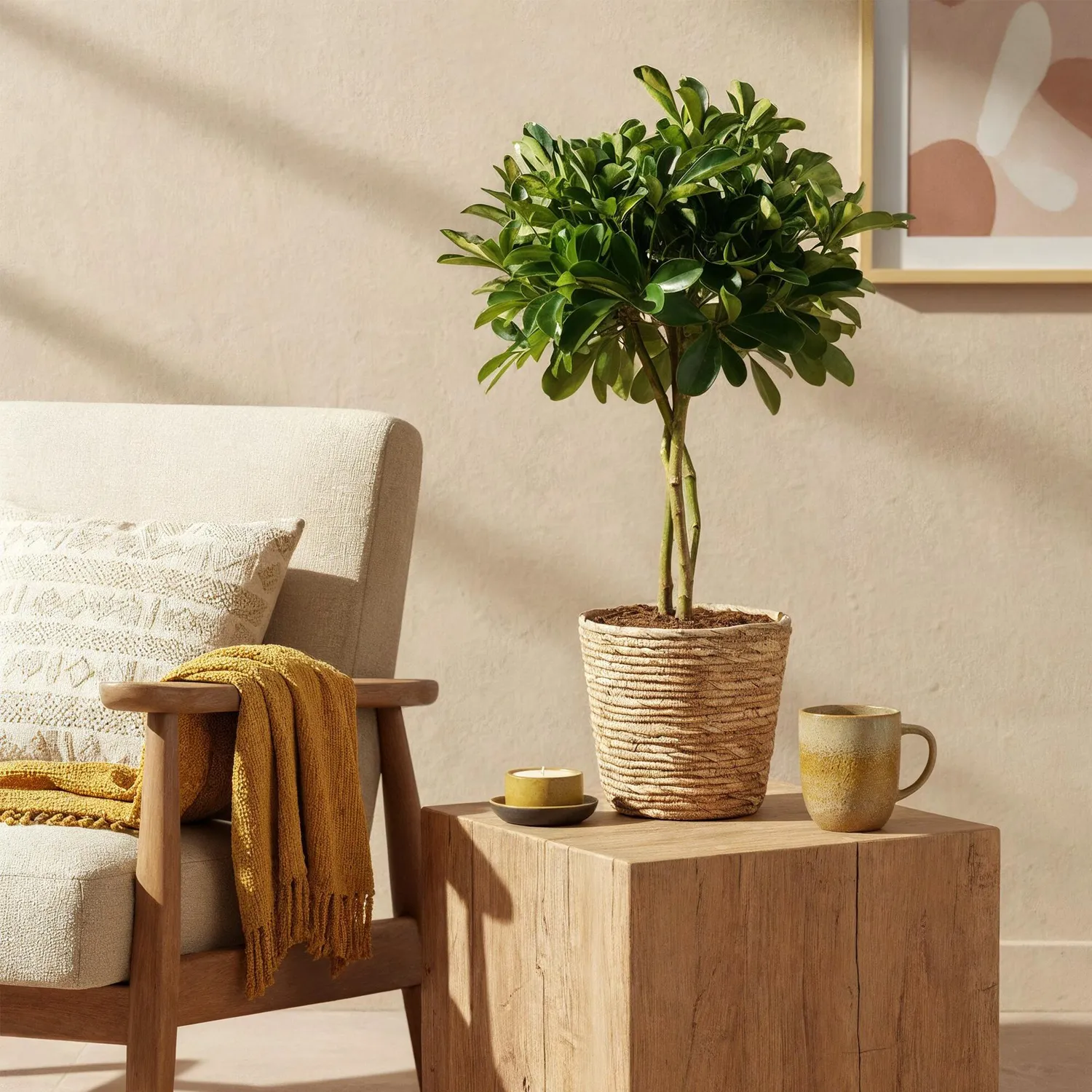 Plant and Stories Gold Capelle schefflera 70-81cm sans pot