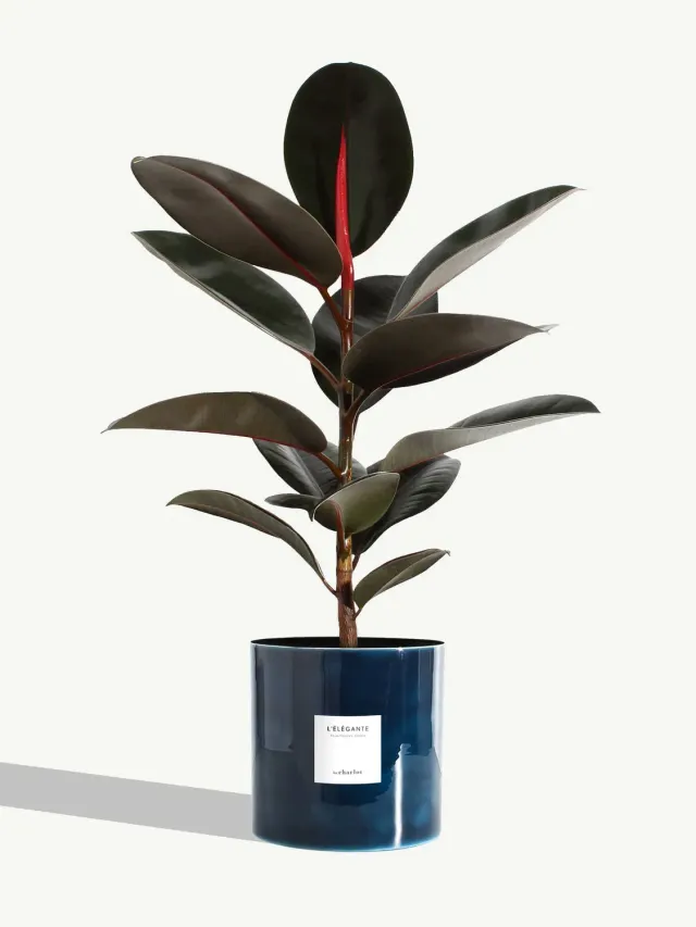 By Charlot L'Élégante plante ficus 60 cm pot 18 cm