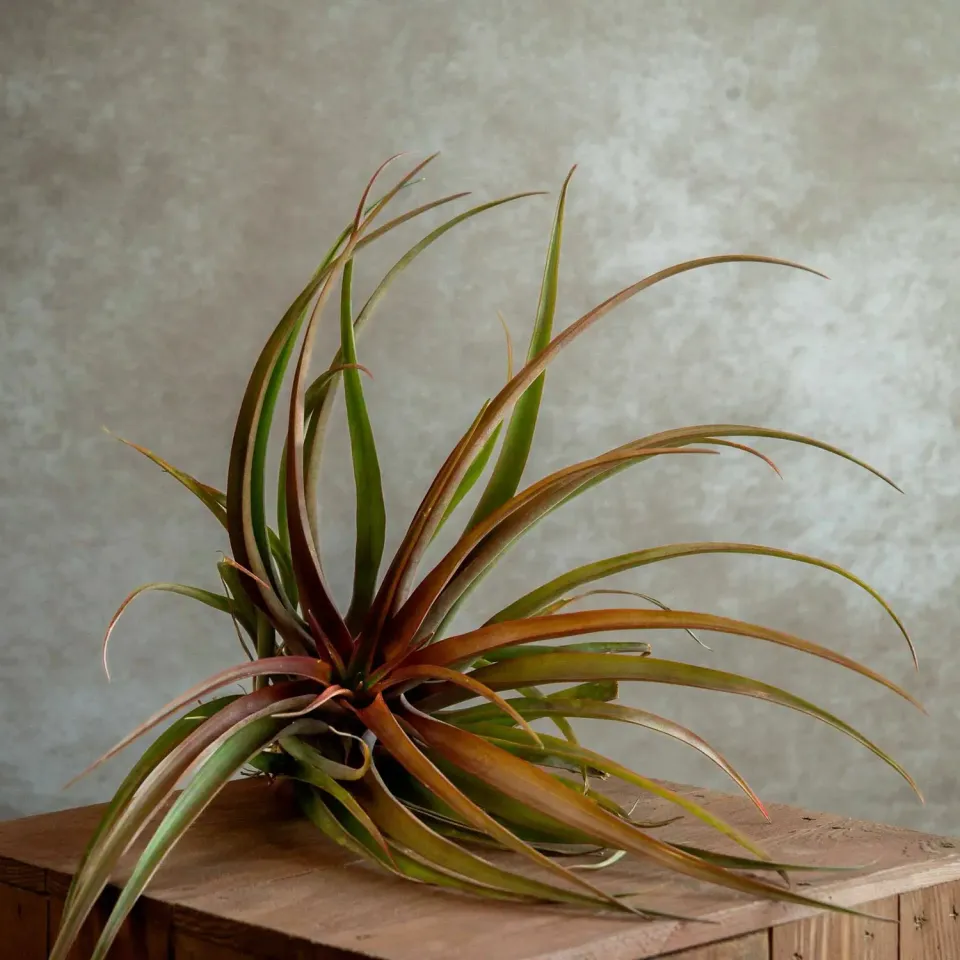 Airplantshop Tillandsia Capitata Orange plante aérienne XL