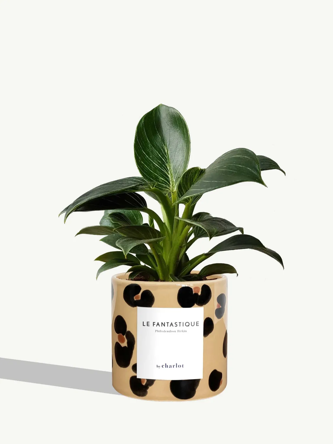By Charlot Le Fantastique plante peperomia facile 10 cm