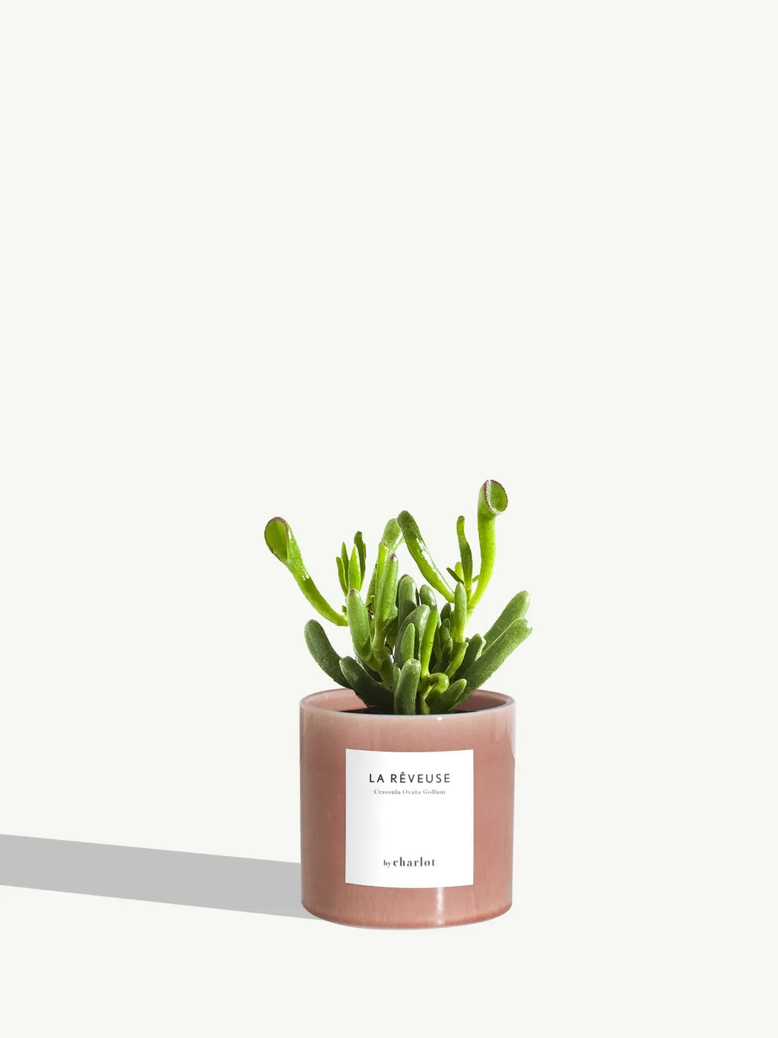 By Charlot La Rêveuse petite plante succulente XS crassula