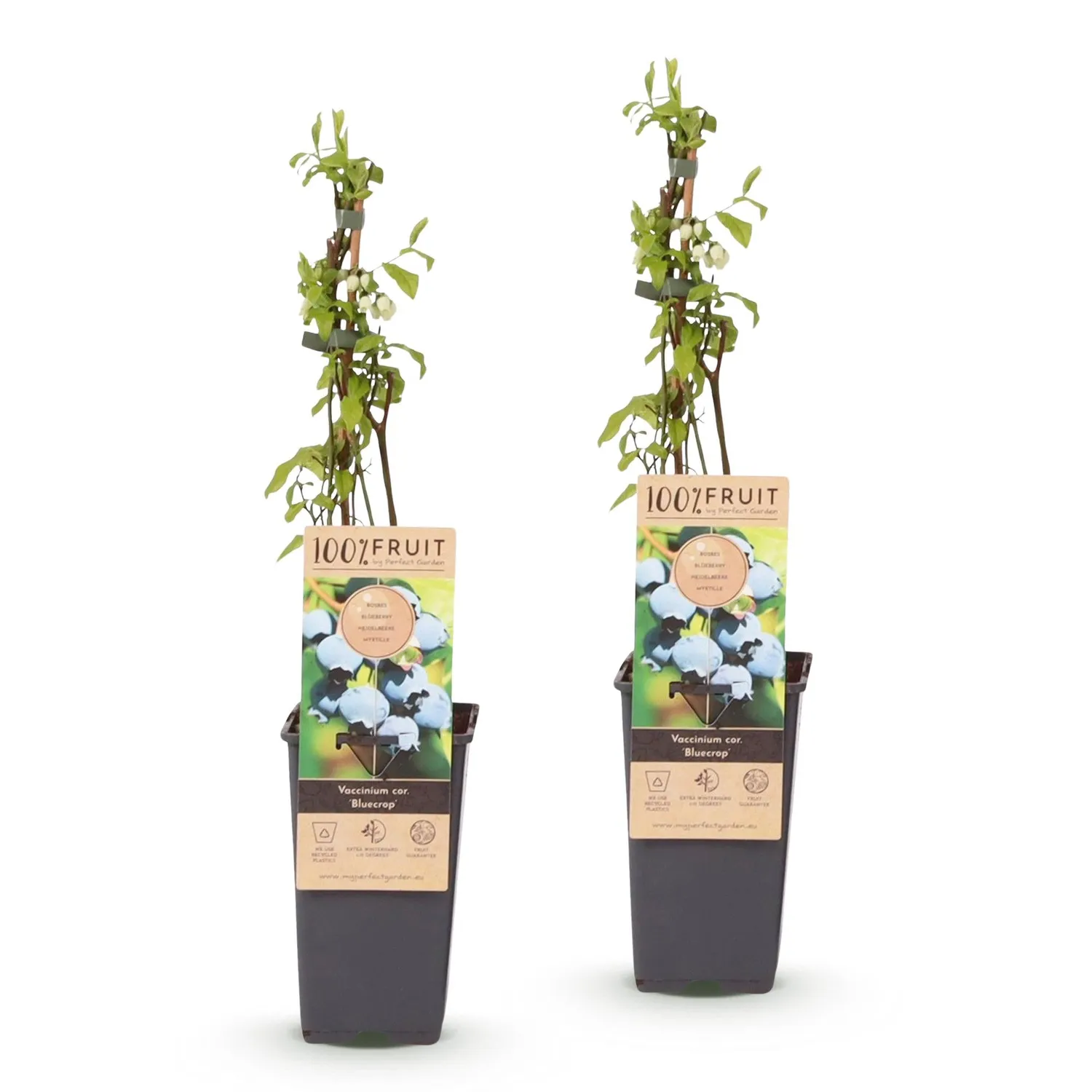 Plant and Stories Bluecrop myrtillier lot 2 sucré