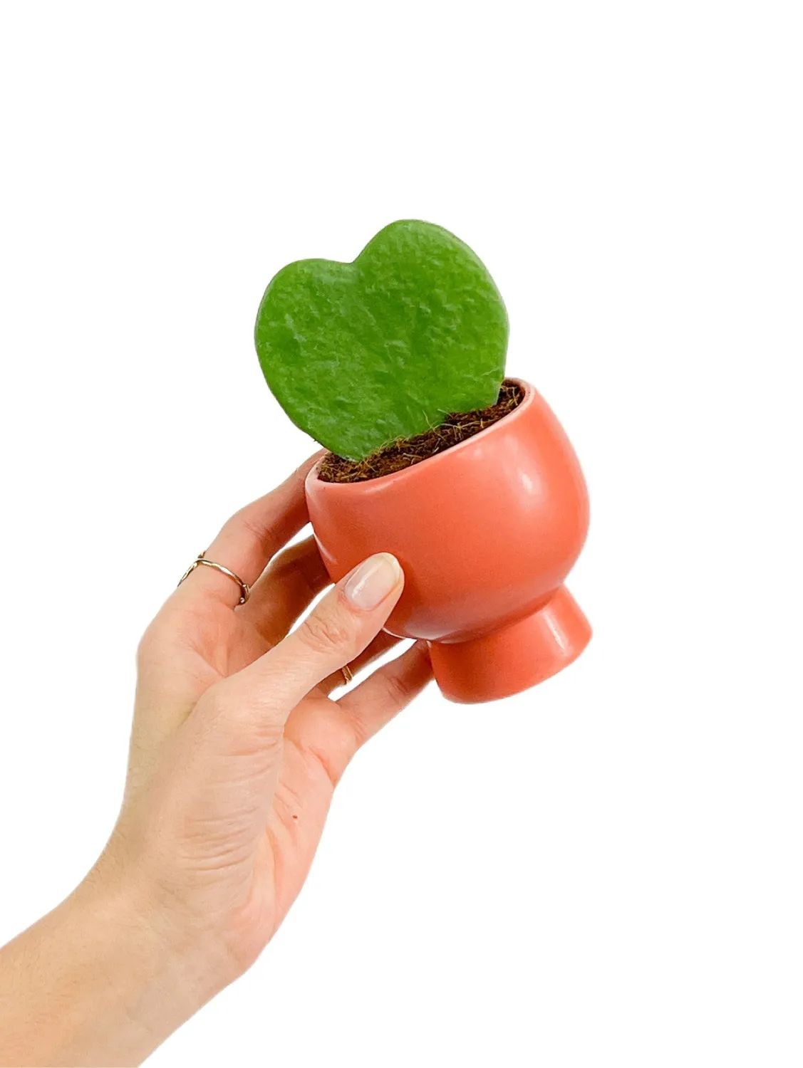 Plant and Stories Hoya Kerrii plante d’intérieur pot 6 cm cœur