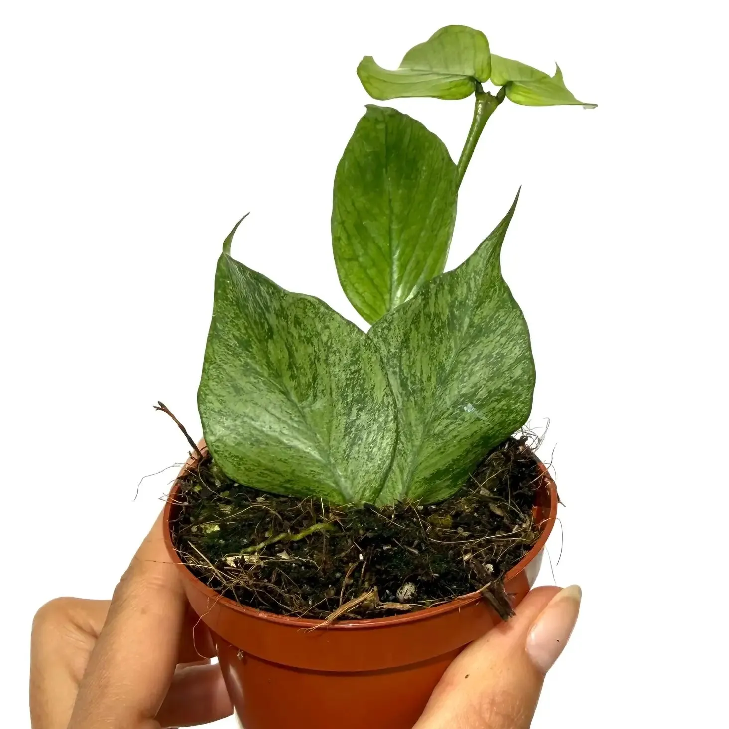Plant and Stories Polyneura Silver hoya plante pot 8 cm