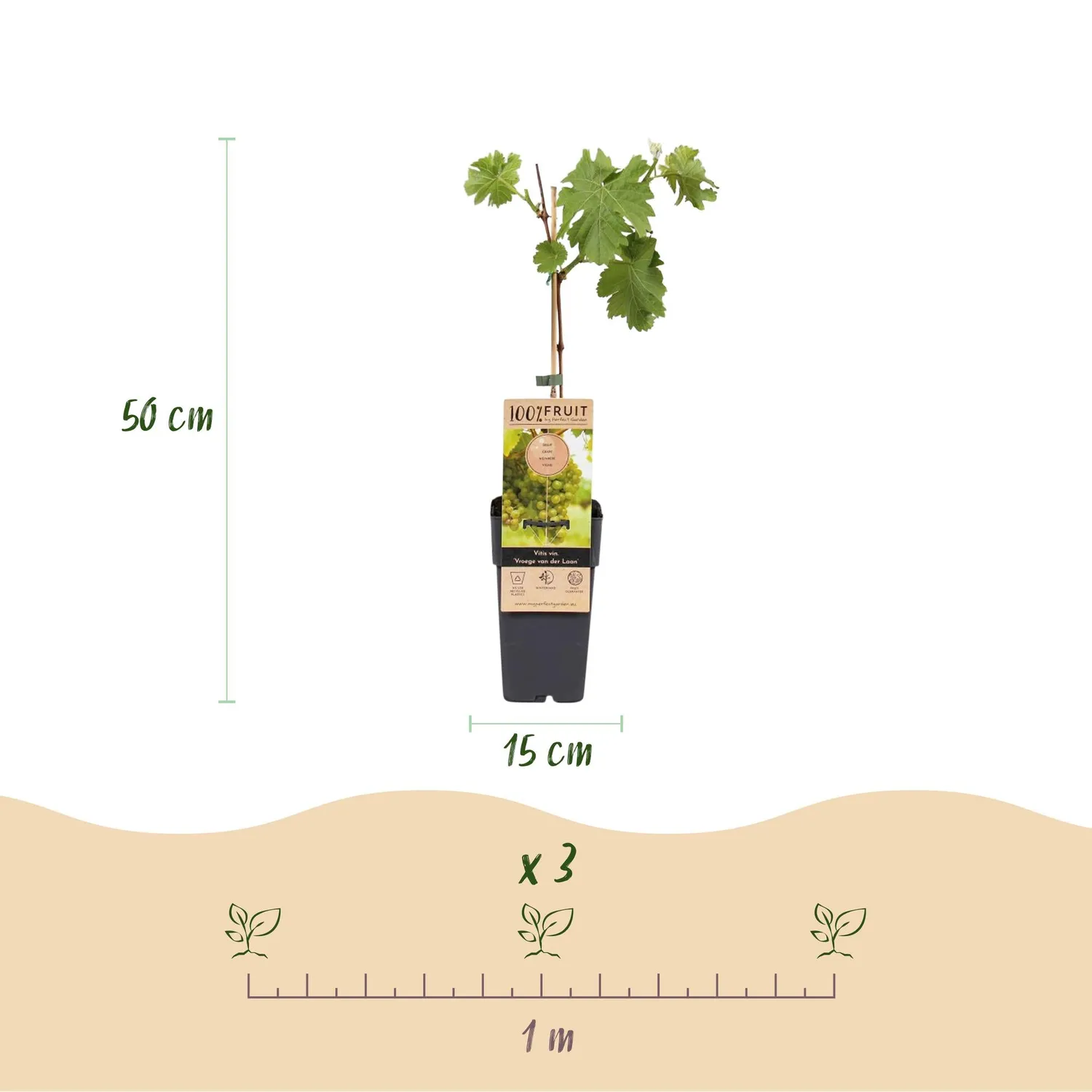 Plant and Stories Vitis Vroege Laan vigne table 2x50 cm noir