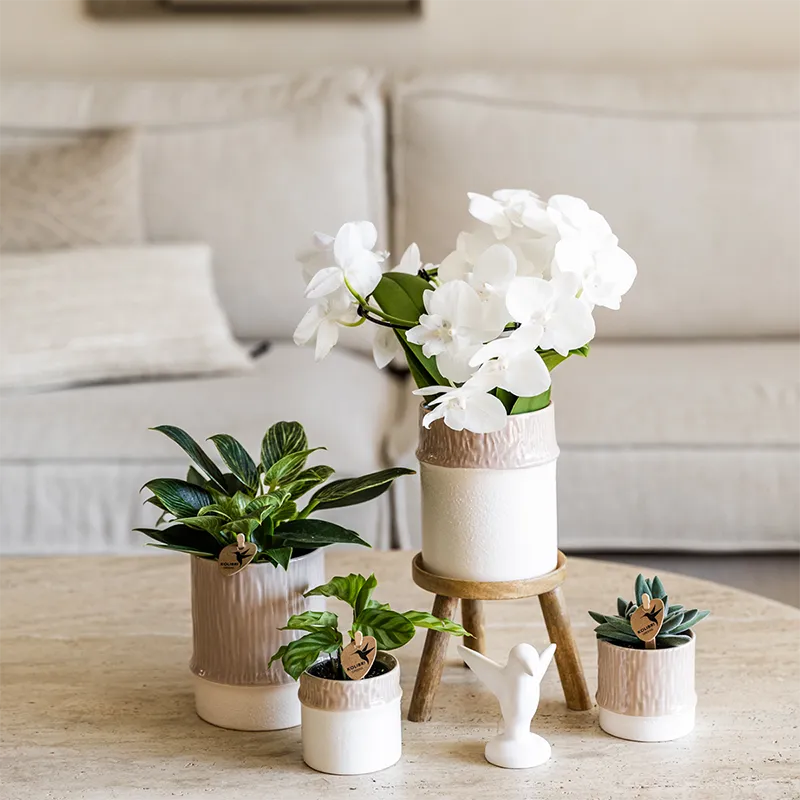 Plant and Stories Phalaenopsis amabilis orchidée blanche coffret 9 cm