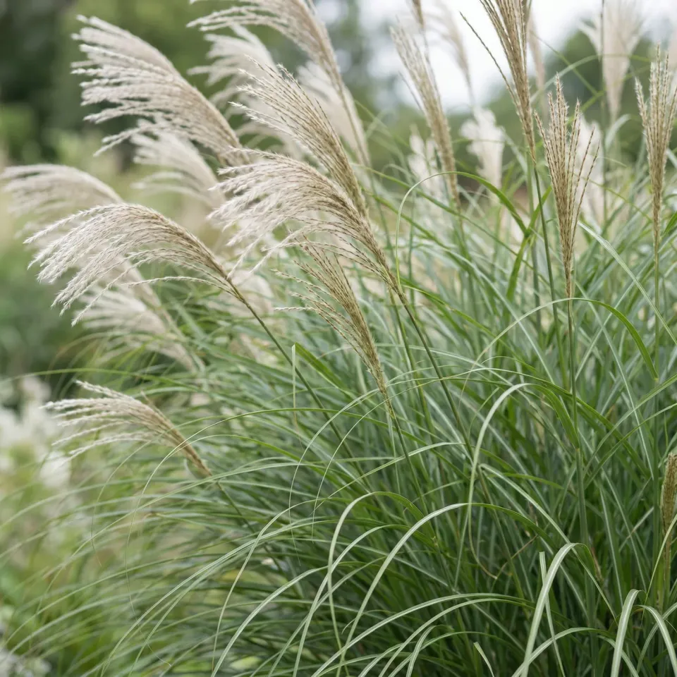 Plant and Stories Miscanthus Gracillimus graminée pot 11cm lot 6 plants