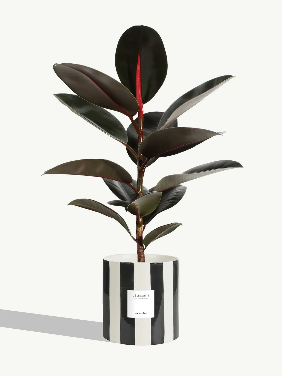 By Charlot L'Élégante grande plante ficus 18 cm