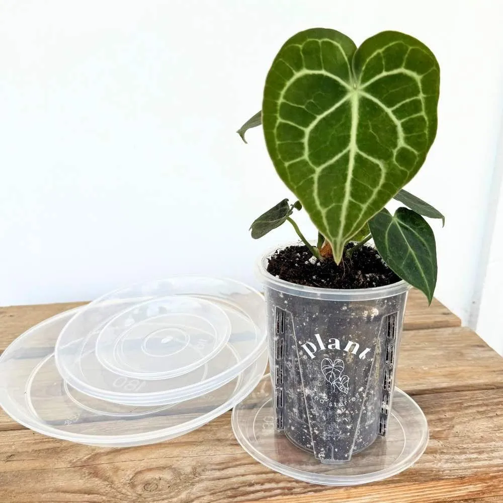 PLANT AND STORIES Soucoupe transparente coupelle rigide 13 cm lot 5