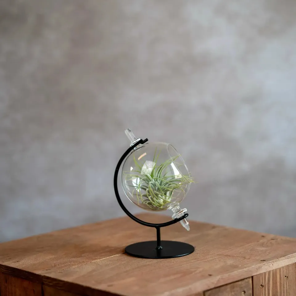Airplantshop petit globe terrarium ionantha verte