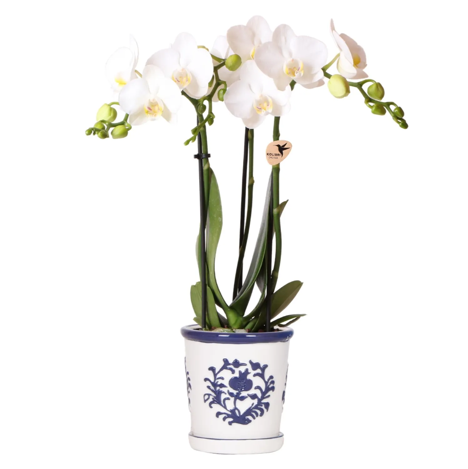 Plant and Stories Phalaenopsis blanche orchidée pot 9 cm blanc