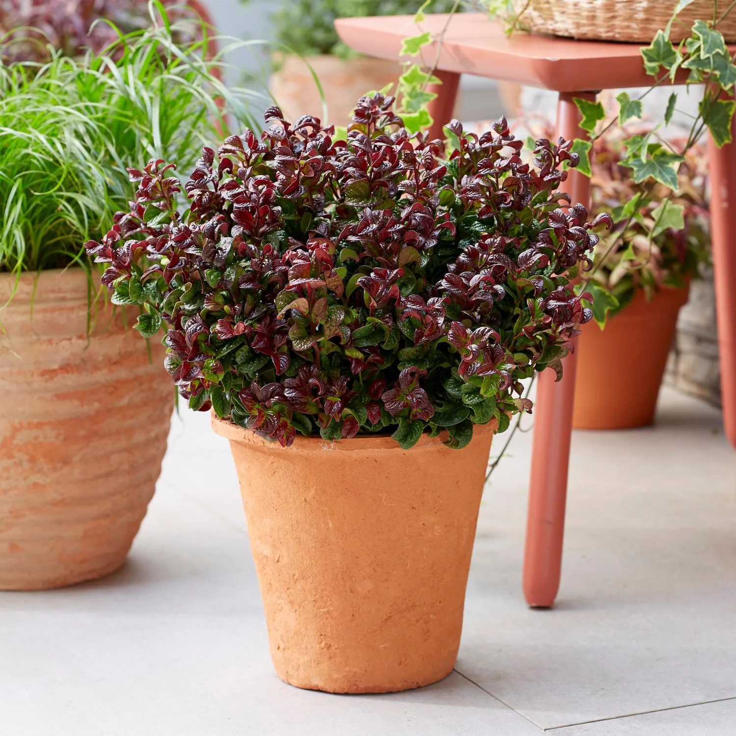 Plant and Stories Leucothoé Curly Red arbuste 1 plant persistant
