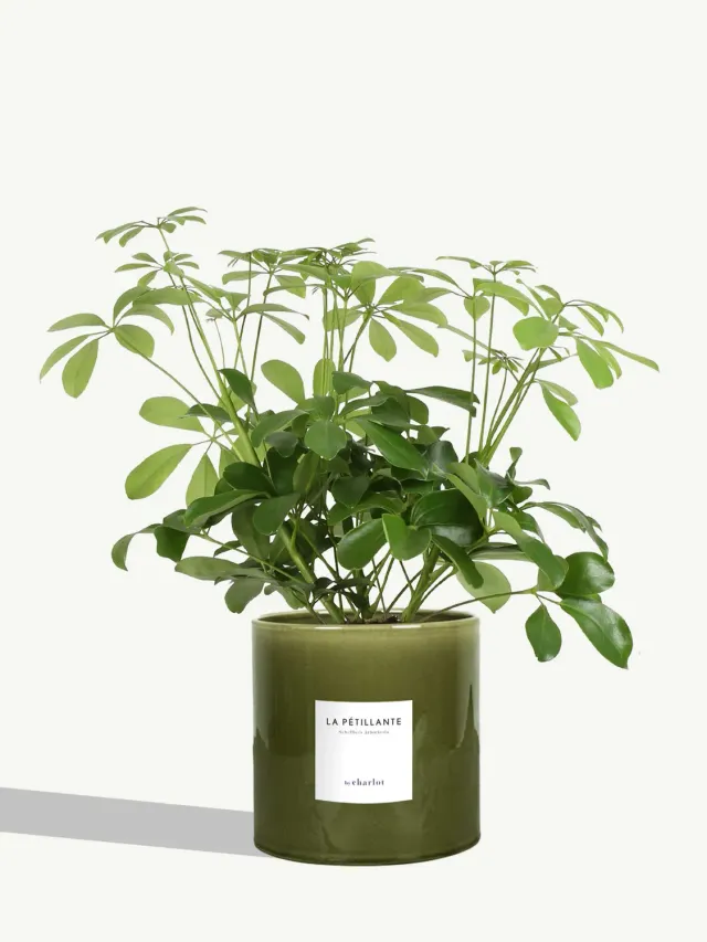 By Charlot La Pétillante plante d'intérieur pot vert Toscane