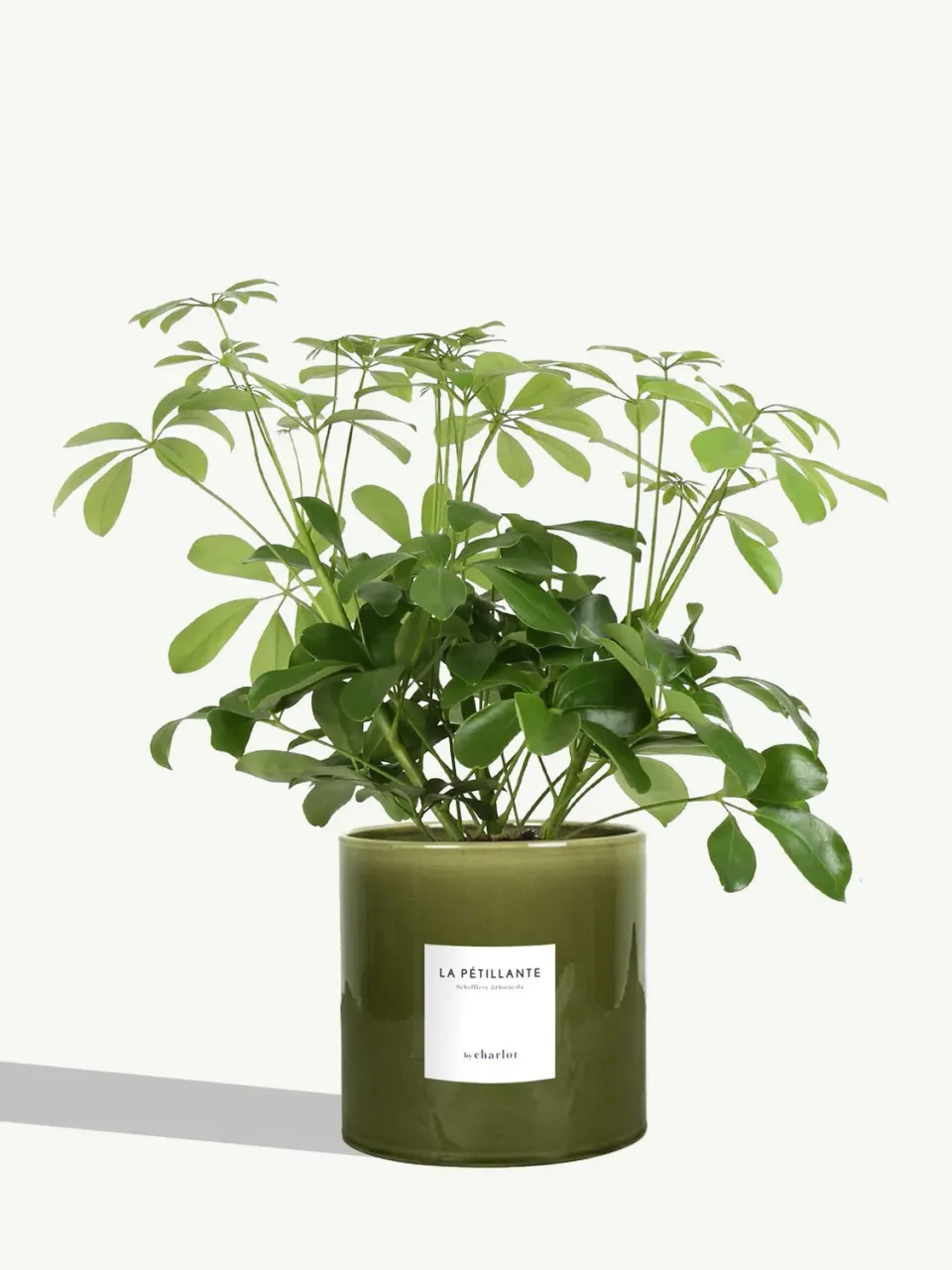 By Charlot La Pétillante plante d'intérieur pot vert Toscane