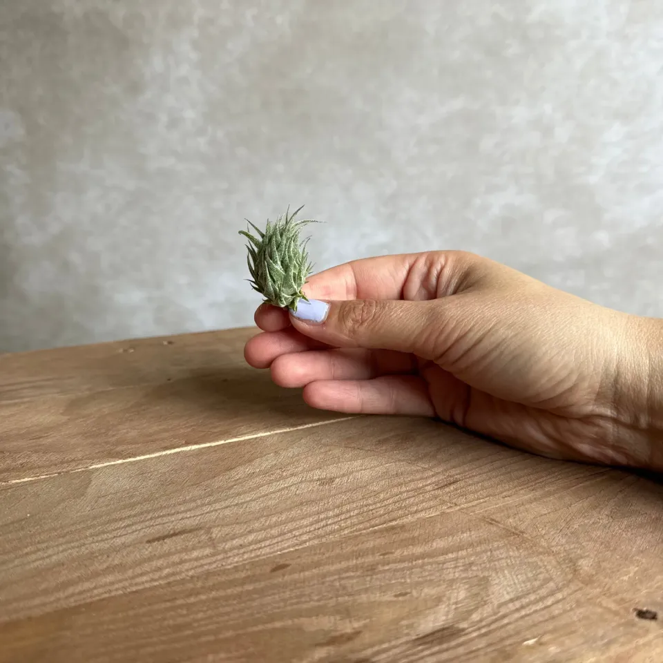 Airplantshop Tillandsia sprengeliana plante aérienne rare