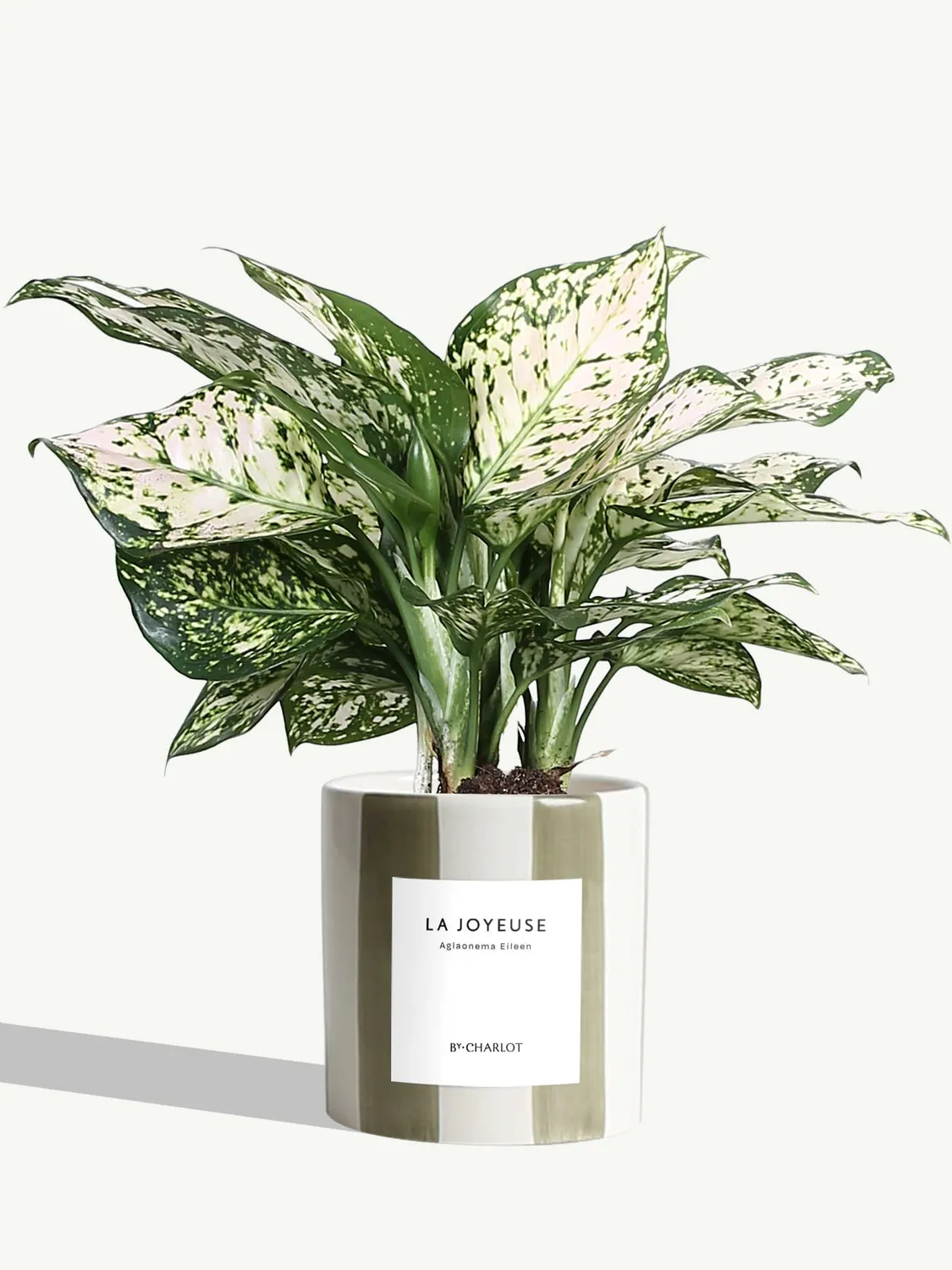 By Charlot La Joyeuse plante verte pot décoré