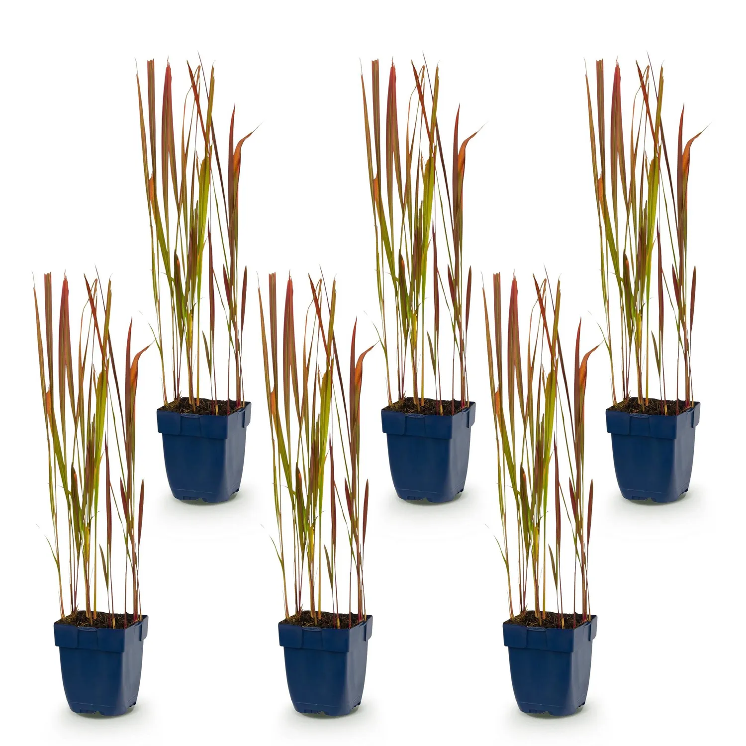Plant and Stories Imperata Red Baron graminée 1 plant rouge
