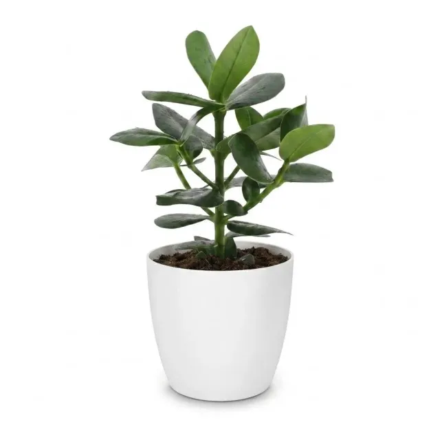 Plant and Stories Clusia Princess plante pot 12 cm épaisse