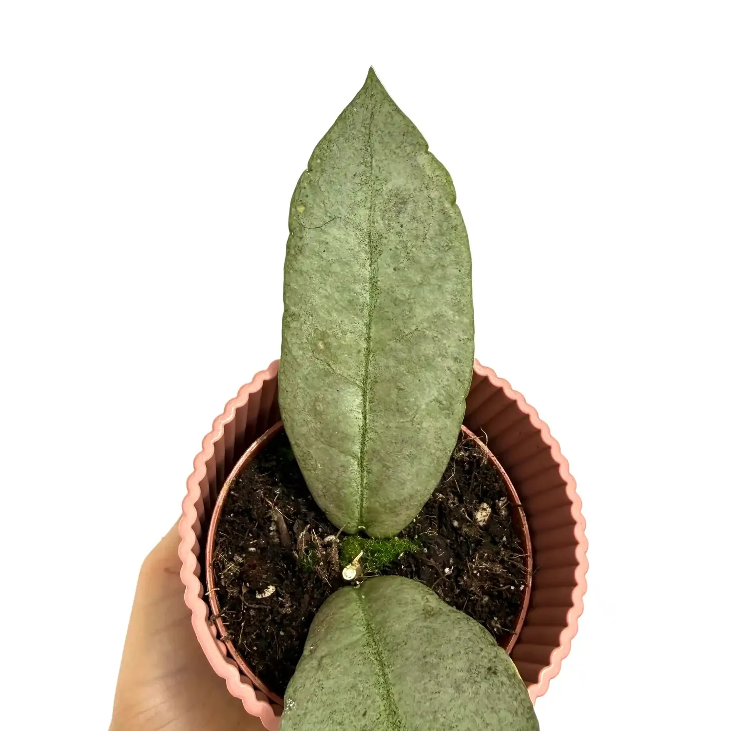 PLANT AND STORIES Hoya Mitrata Silver plante intérieur pot 8 cm argenté