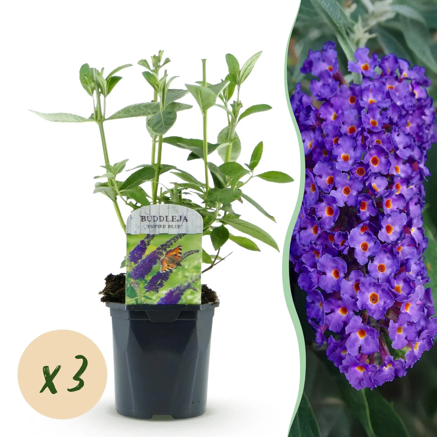 Plant and Stories Empire Blue arbre papillons bleu pot 17 cm