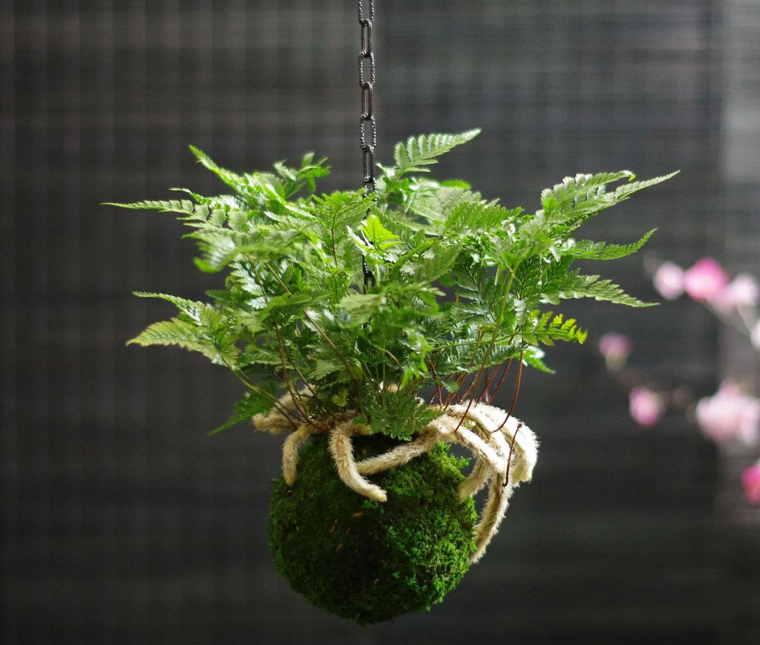 AQUAPHYTE Kinkaku-ji Ni kokedama davallia suspendu