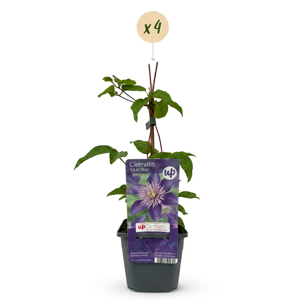 Plant and Stories Multi Blue clématite 1 plant fleurs bleues
