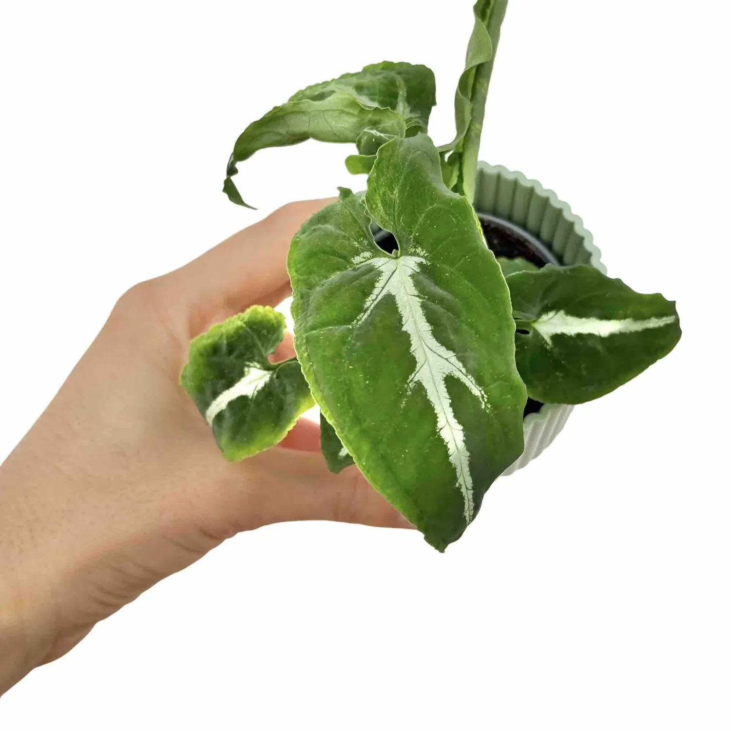 Plant and Stories Syngonium Wendlandii plante pot 6 cm velours